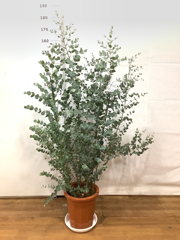 観葉植物 ユーカリ 10号 グニー プラスチック鉢 | 観葉植物なら 