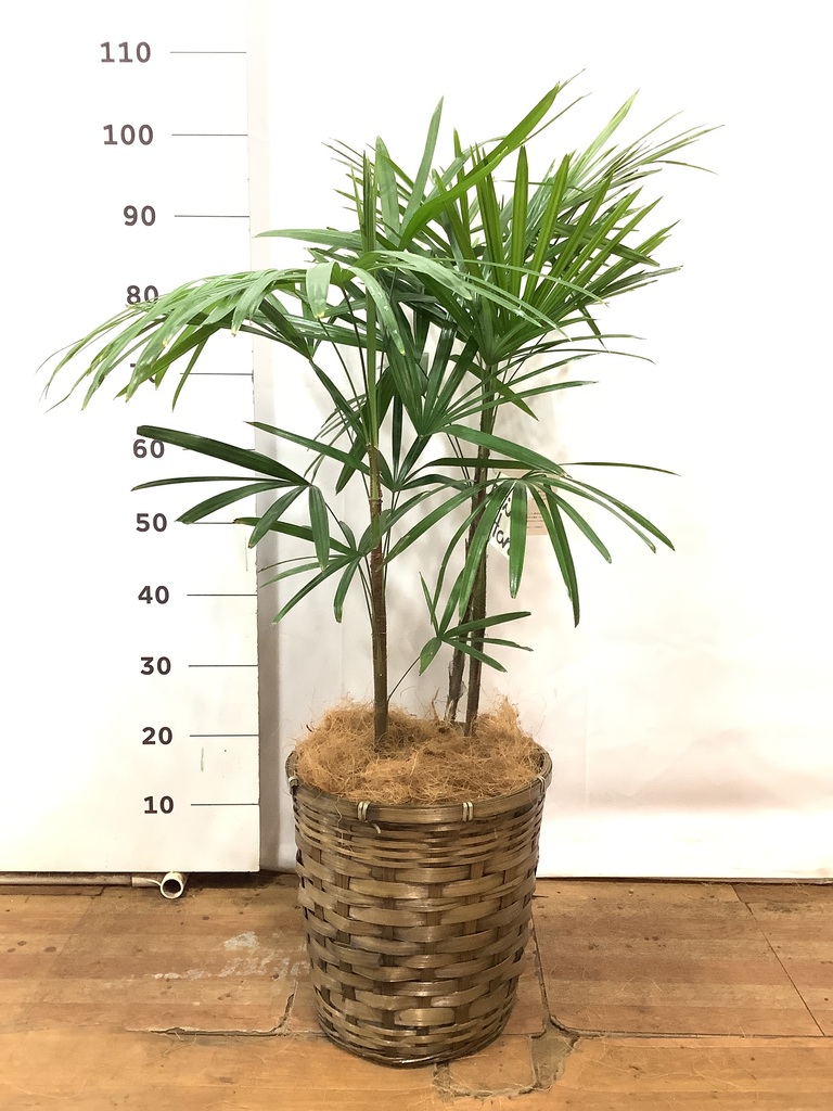 観葉植物 シュロチク（棕櫚竹） 8号 竹バスケット 付き | 観葉