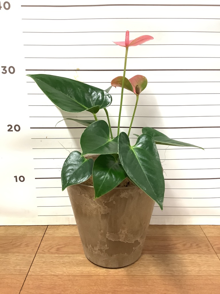 観葉植物 アンスリウム 3号 ピンク アートストーン 付き | 観葉