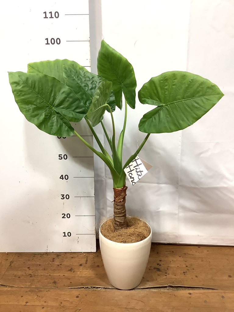 アロカシア 6号 | 観葉植物の通販ならHitoHana（ひとはな）