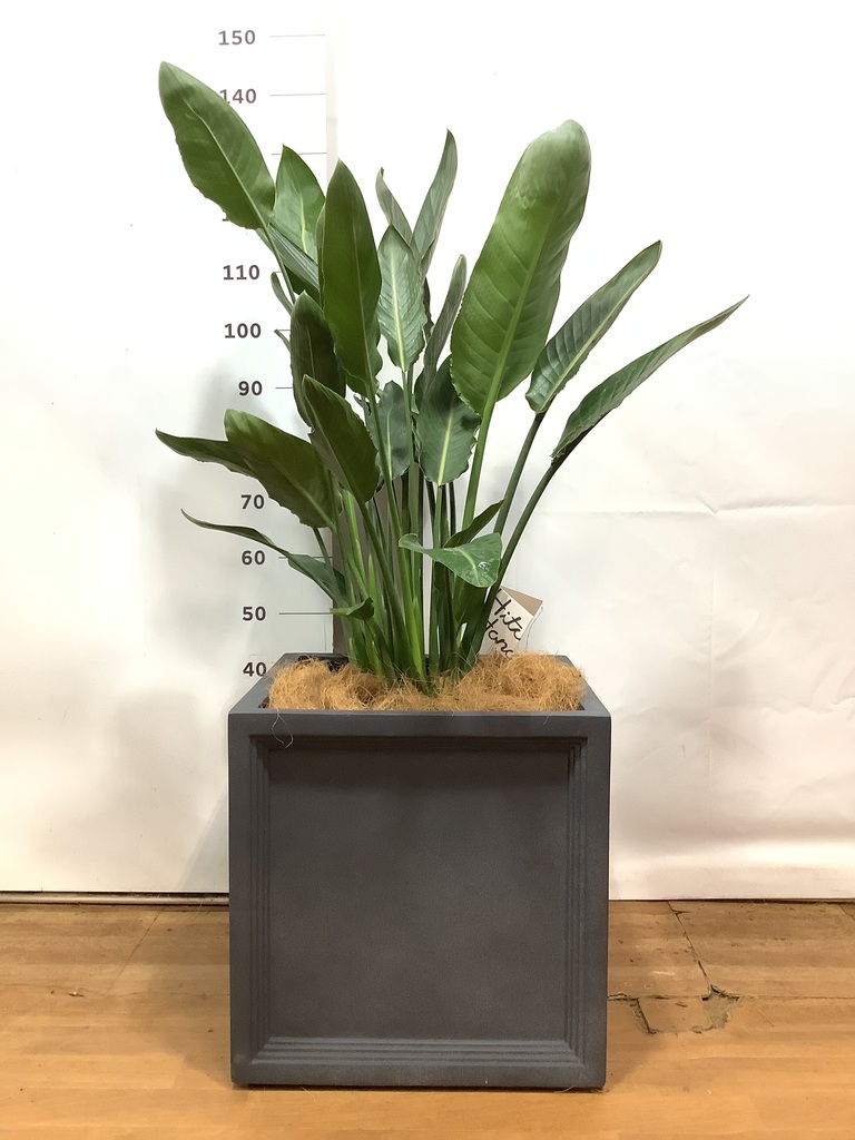 【現品】ストレチア/ストレリチア・レギネ　10号　（１） ストレチア レギネ 10号 | 観葉植物 | インテリアやギフトに