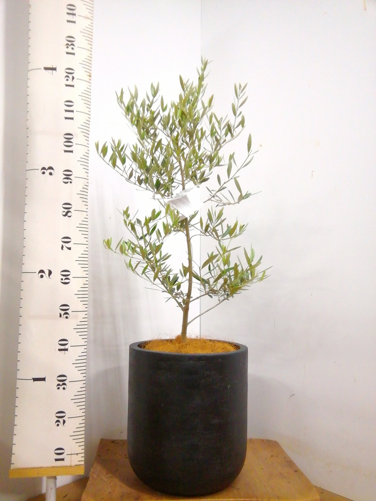 観葉植物 オリーブの木 8号 オヒブランカ リブバスケットNatural 付き