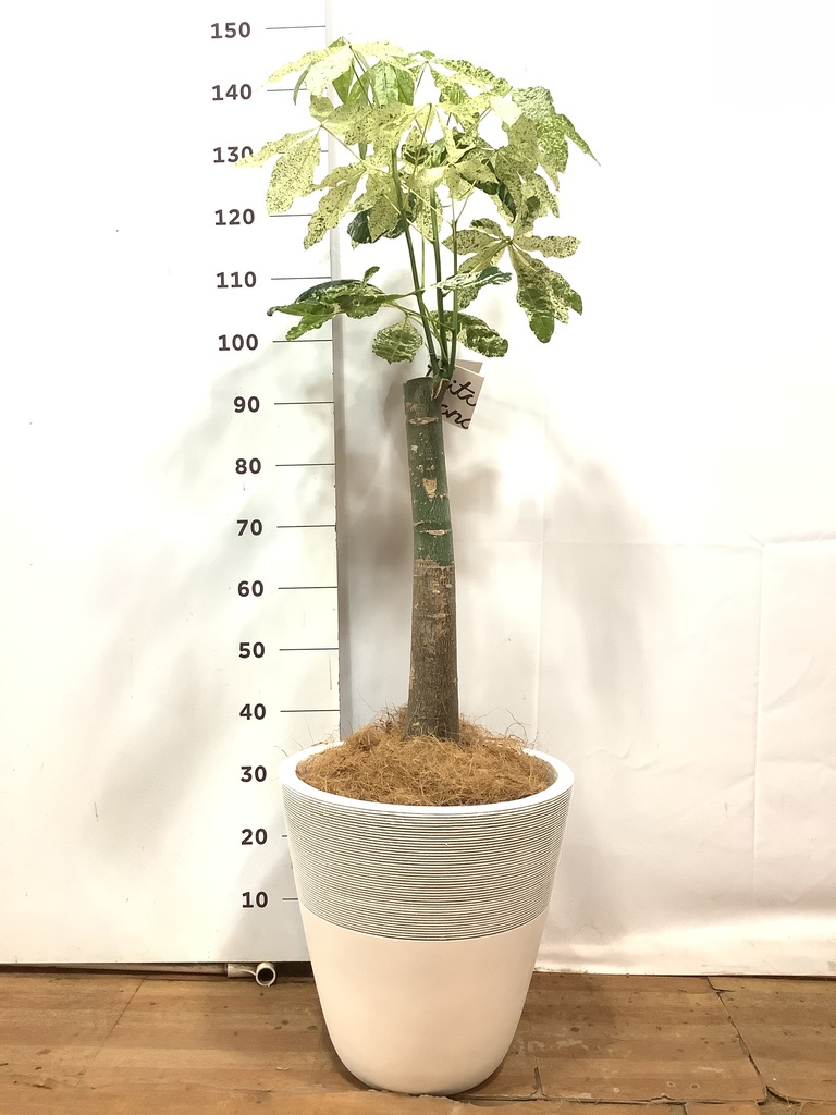 観葉植物 パキラ 8号 朴 斑入り ジュピター 白 付き | 観葉植物なら