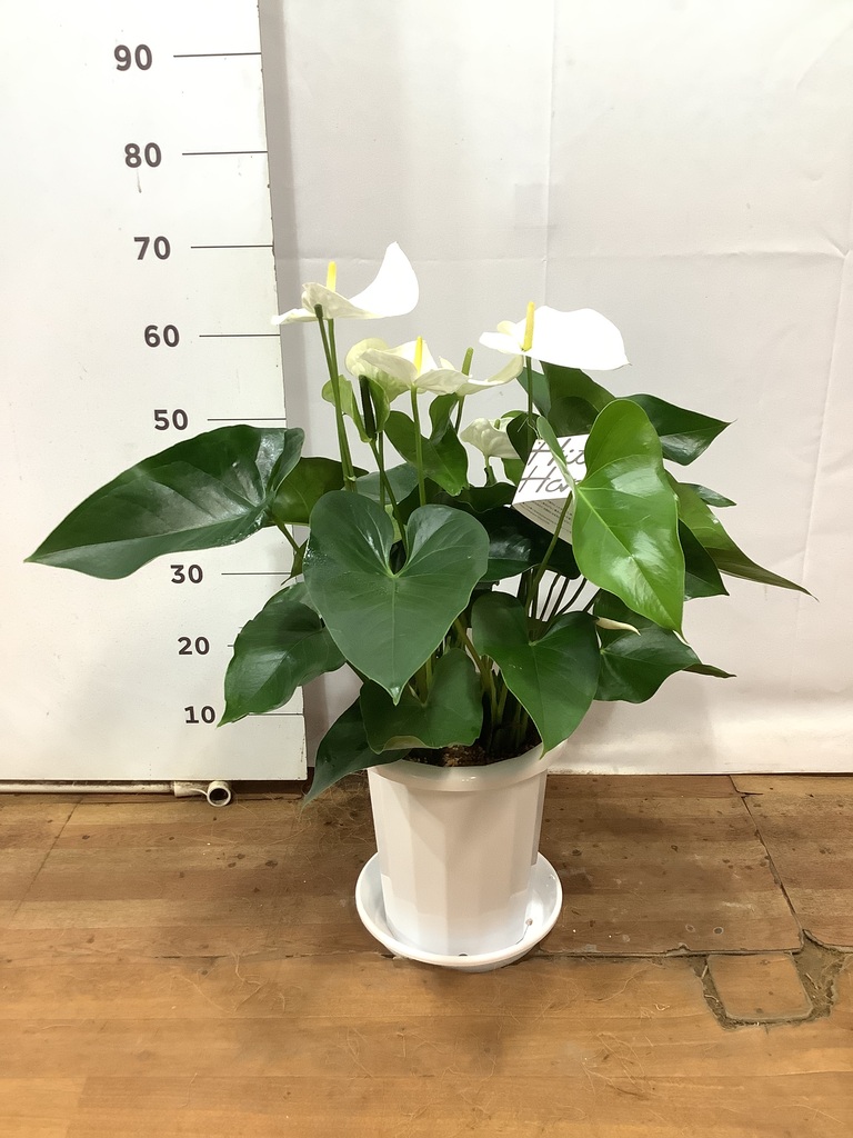 観葉植物 アンスリウム 8号 ホワイト ポリゴヘクサ 白 付き