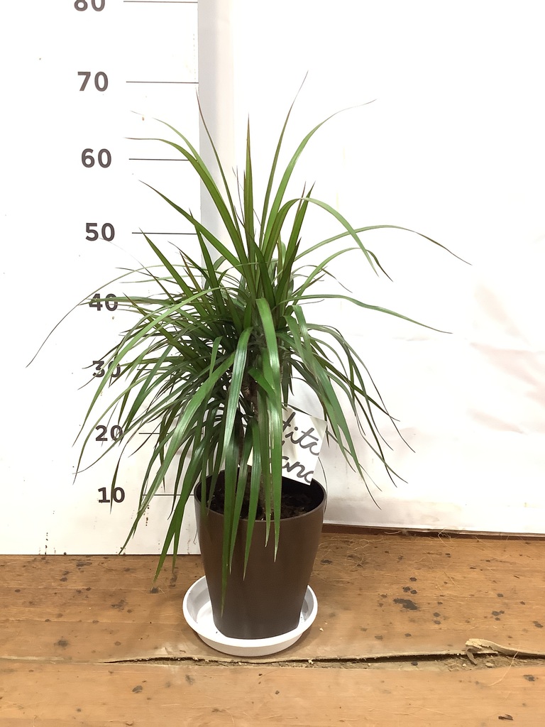 観葉植物 ドラセナ コンシンネ 6号 プラスチック鉢 | 観葉植物なら