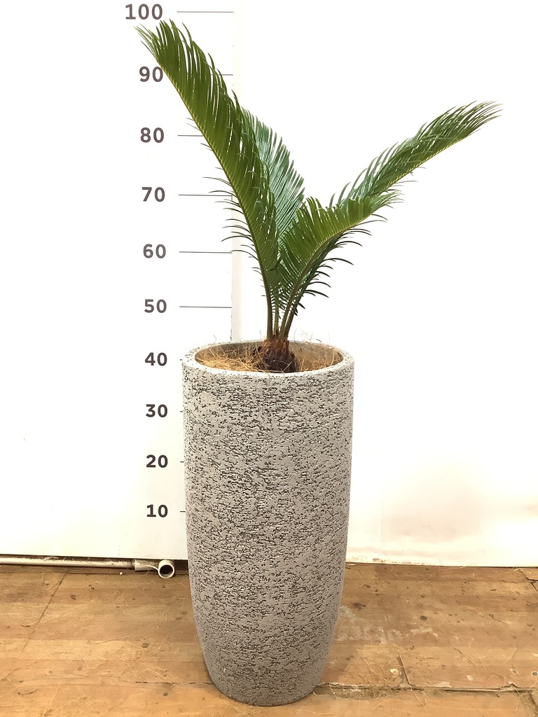 お安く致しました。デカイ 鉢底から1メートル70センチ弱の高