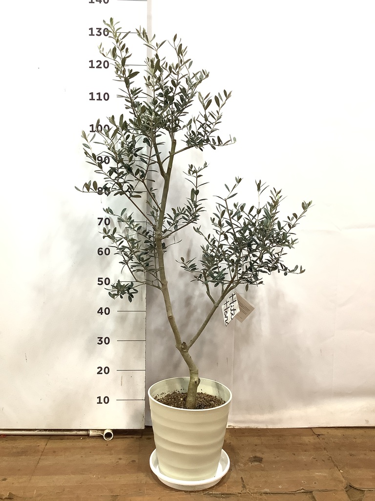観葉植物 オリーブ 8号 アルベキーナ プラスチック鉢 | 観葉植物なら
