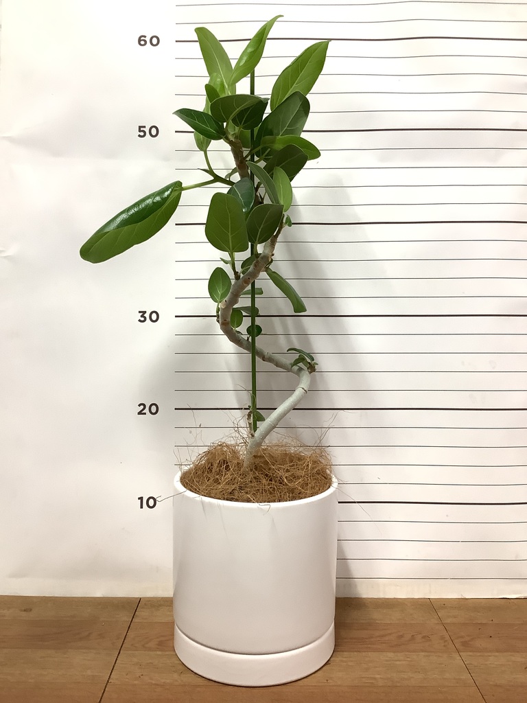 観葉植物 フィカス ベンガレンシス 4号 曲り オーセ 15 W 付き
