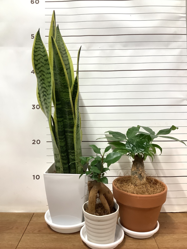 インテリアにも映える！初心者にぴったりの観葉植物3点セットC１ 初心者向けおしゃれで育てやすい観葉植物26選。枯らさないコツも