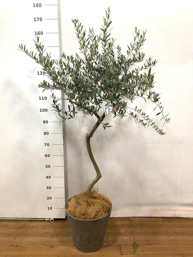 観葉植物 オリーブ 8号 創樹 アートストーン ラウンド グレー 付き 