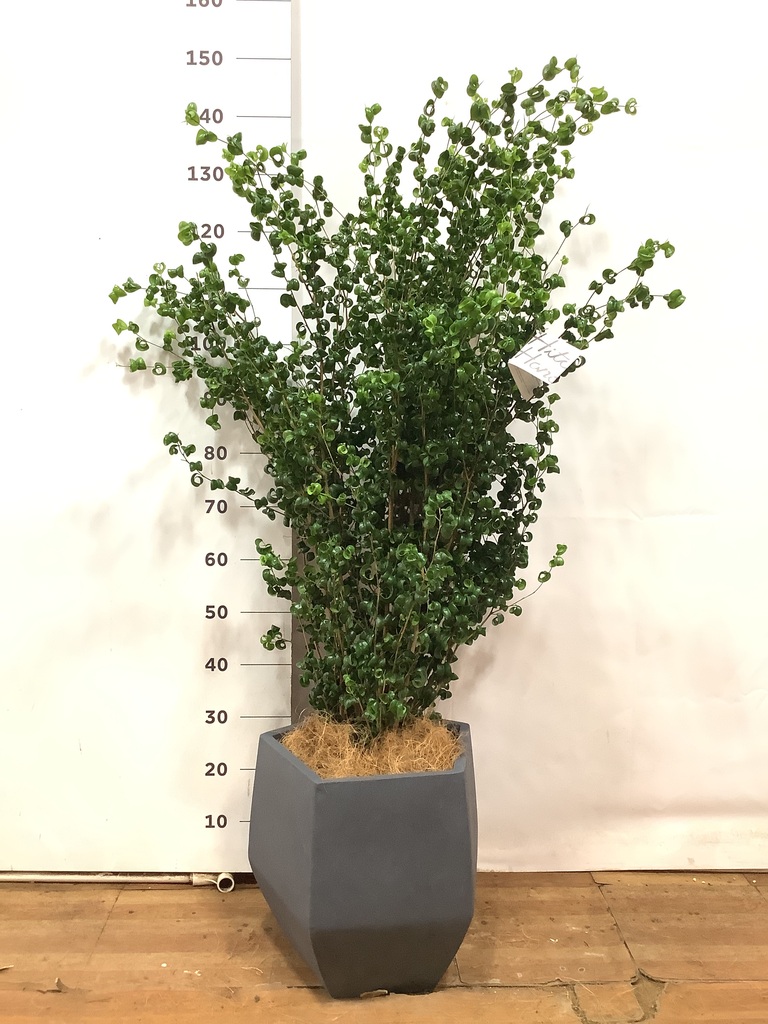 観葉植物 フィカス ベンジャミン 8号 バロック ファイバークレイ Gray