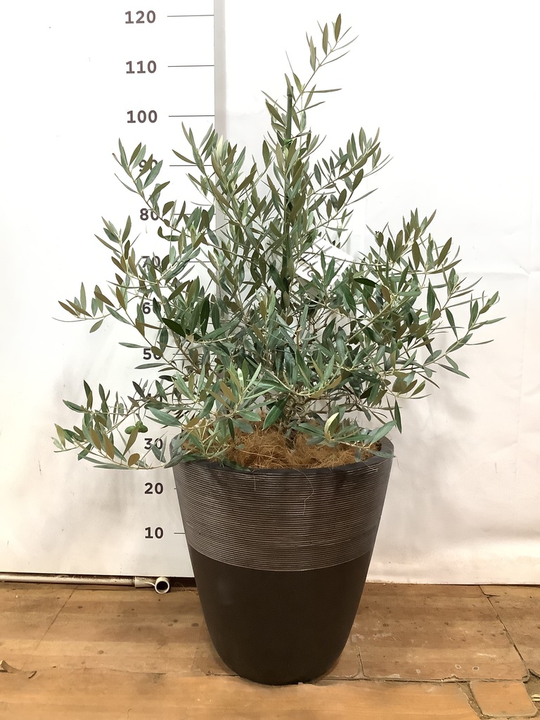 観葉植物 オリーブの木 8号 ピクアル ジュピター 黒 付き | 観葉植物