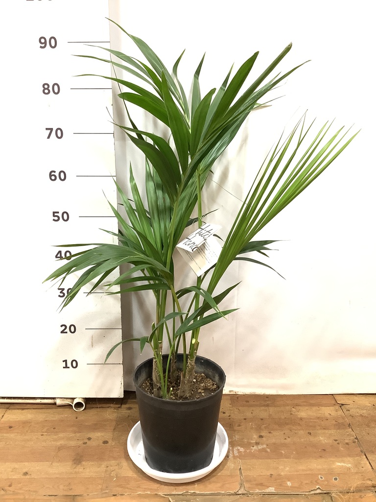 観葉植物 ケンチャヤシ 8号 プラスチック鉢 | 観葉植物ならHitoHana 