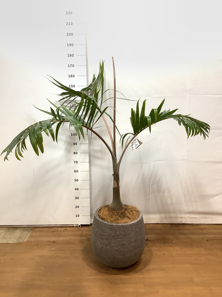 観葉植物 トックリヤシ 10号 プラスチック鉢 | 観葉植物ならHitoHana 