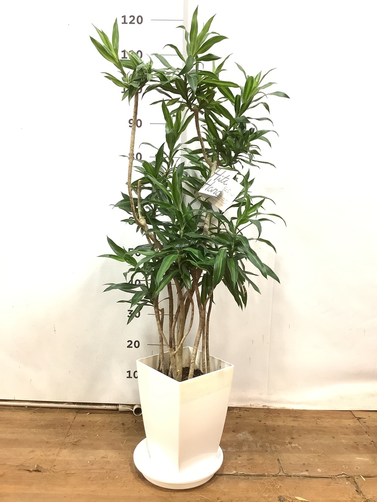 その他観葉植物 Nao 観葉植物の販売・ギフトならフラワーコーポレーション / 人工