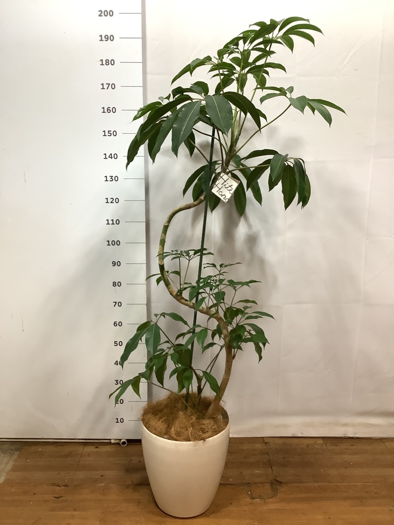 観葉植物 ツピダンサス 10号 曲り ラスターポット 付き | 観葉植物なら