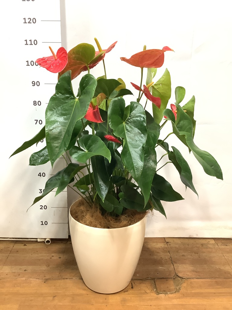 観葉植物 アンスリウム 10号 レッド ウッドプランター 付き