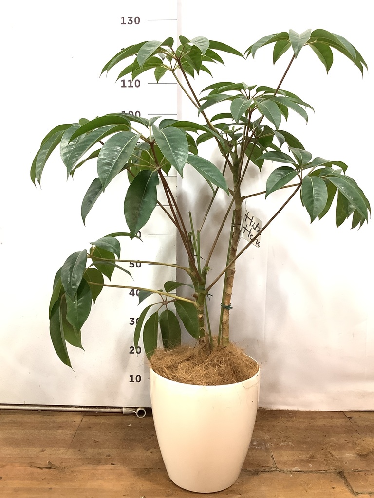 観葉植物 ツピダンサス 8号 ボサ造りラスターポット 付き | 観葉植物