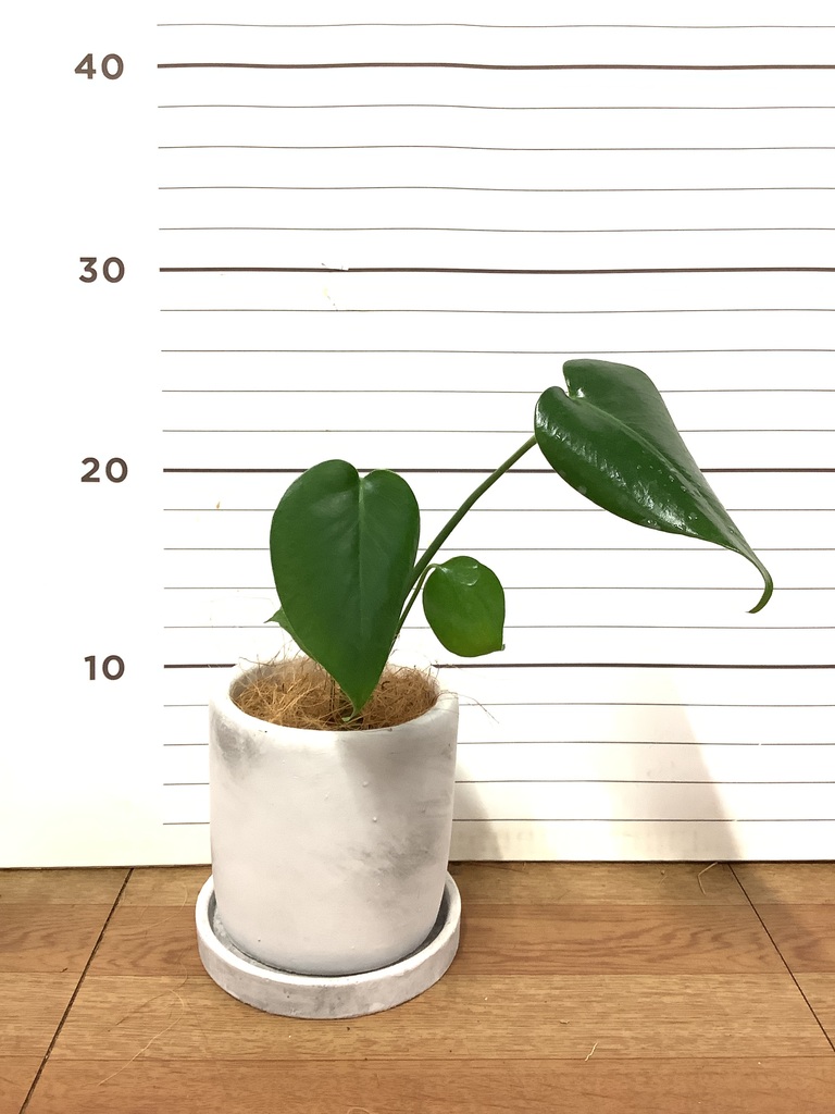 観葉植物 モンステラ 3号 マルモ 白 SSS 付き | 観葉植物なら