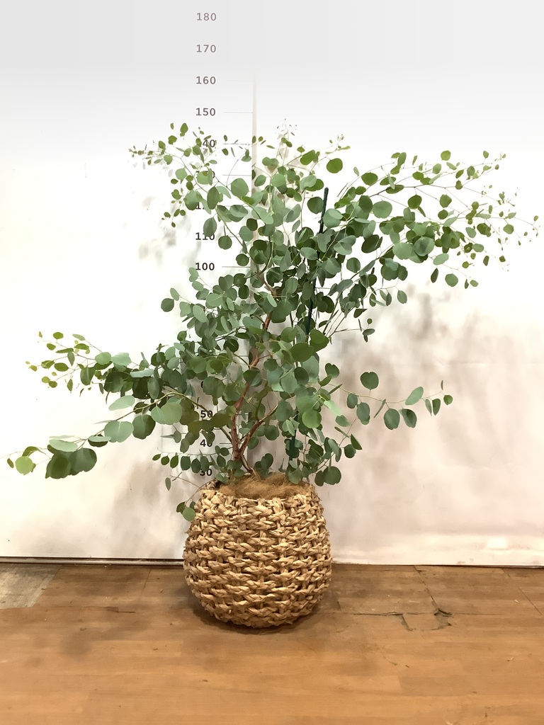 観葉植物 ユーカリ 8号 ポポラス（ポリアンセモス） ラッシュ