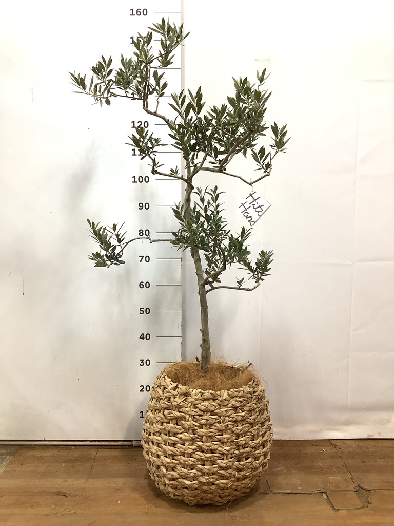 観葉植物 オリーブ 8号 アルベキーナ ラッシュバスケット Natural 付き