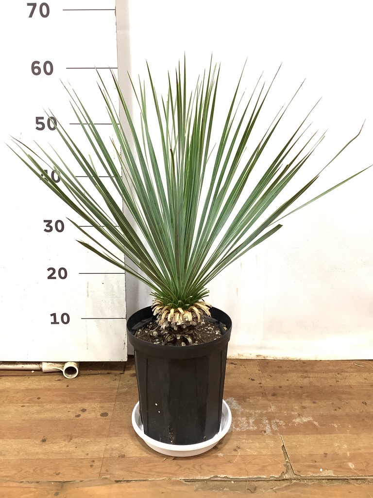 観葉植物 ユッカ 6号 ロストラータ プラスチック鉢 | 観葉植物