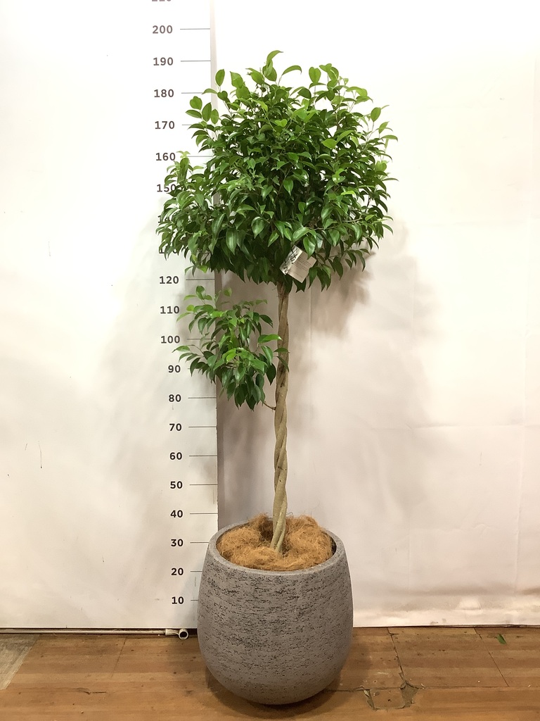 4/5以降発送） 140cm程度　10号鉢　フィカスベンジャミン　人工観葉植物 観葉植物 フィカス ベンジャミン 10号 玉造り プラスチック鉢 | 観葉