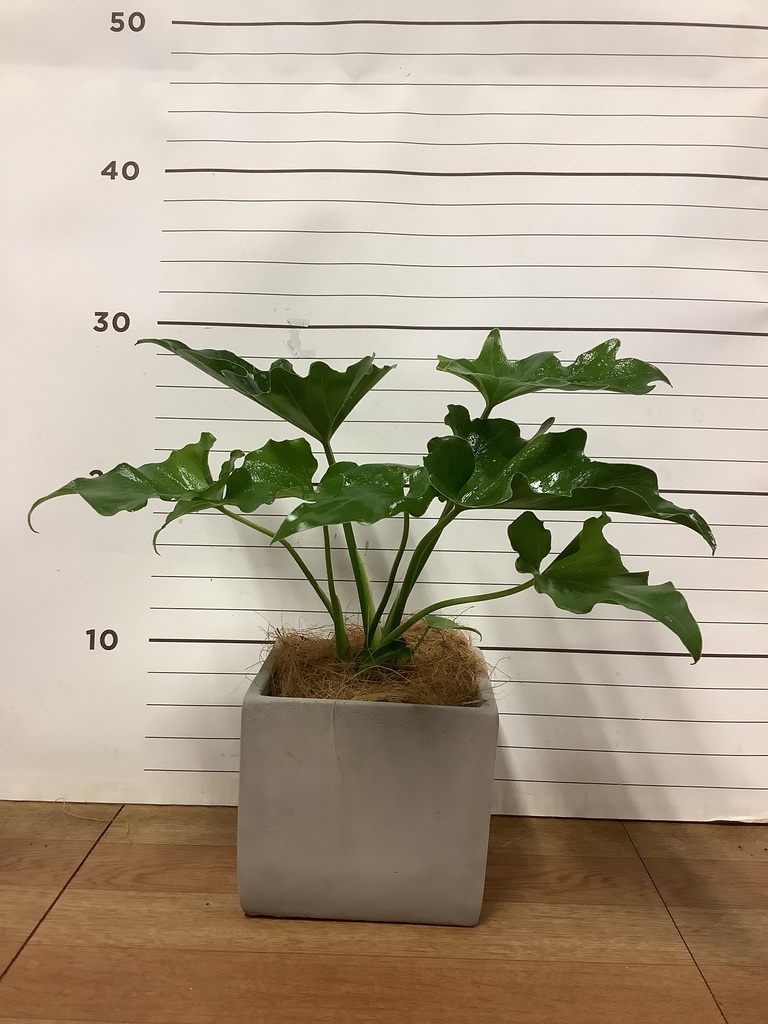 フィロデンドロン　セローム3 楽天市場】観葉植物/フィロデンドロン：セローム 3.5号 : 園芸