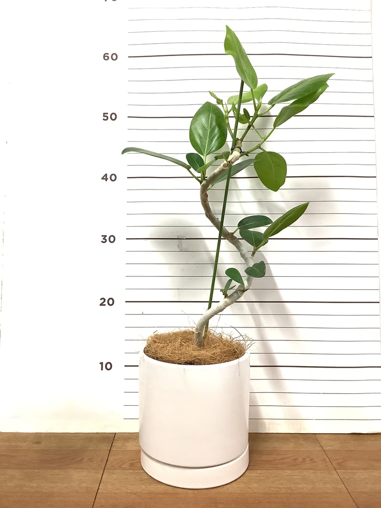 観葉植物 フィカス ベンガレンシス 4号 曲り オーセ 15 W 付き | 観葉