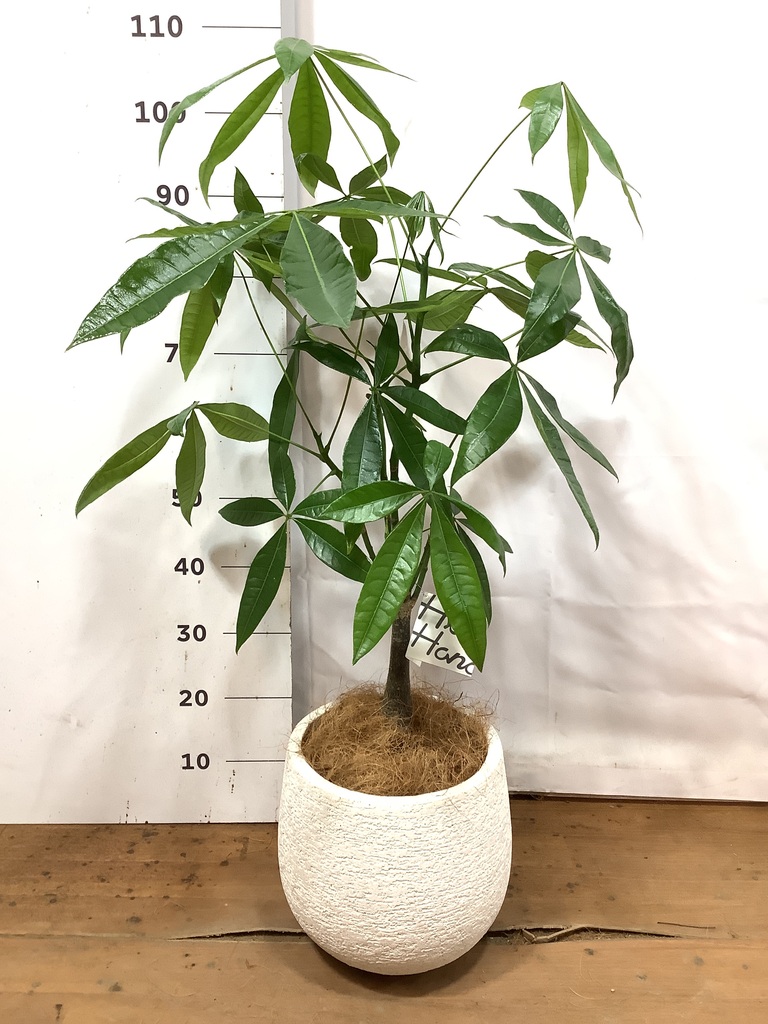 実生パキラ 観葉植物 緑色ポット（引取り専用） 実生パキラ 観葉植物 緑色ポット（引取り専用） 光触媒加工グリーン