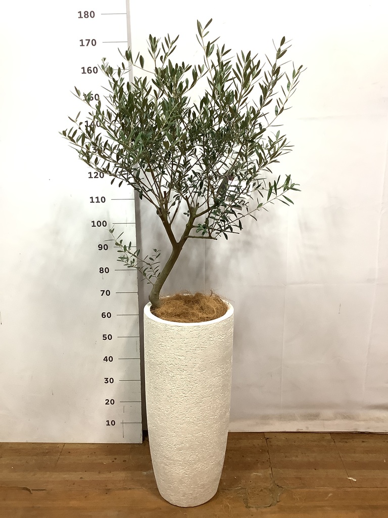 観葉植物 オリーブ 8号 創樹 プラスチック鉢 | 観葉植物ならHitoHana