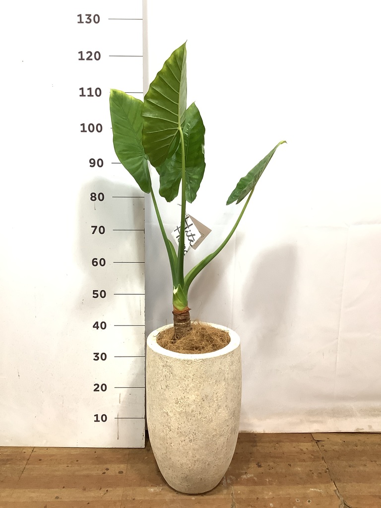 アロカシア 6号 | 観葉植物の通販ならHitoHana（ひとはな）