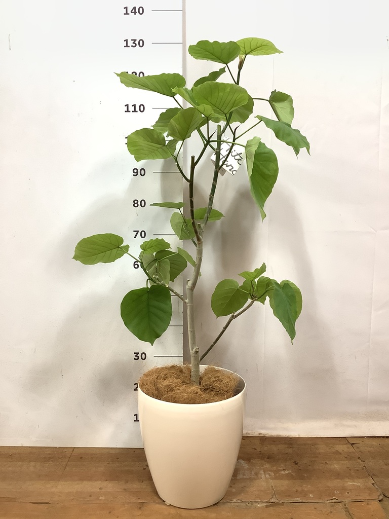 観葉植物 フィカス ウンベラータ 8号 ノーマル ラスターポット 付き