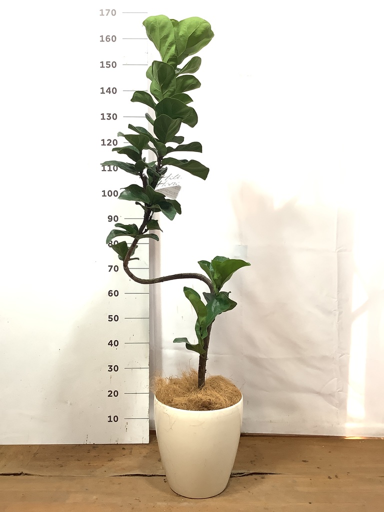 観葉植物 カシワバゴムの木 バンビーノ 8号 曲がり ラスターポット