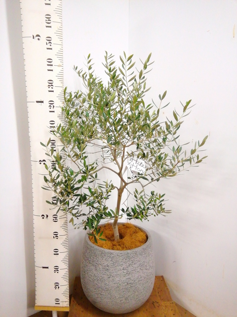 観葉植物 オリーブの木 10号 ピッチョリーネ セドナロング 墨 付き
