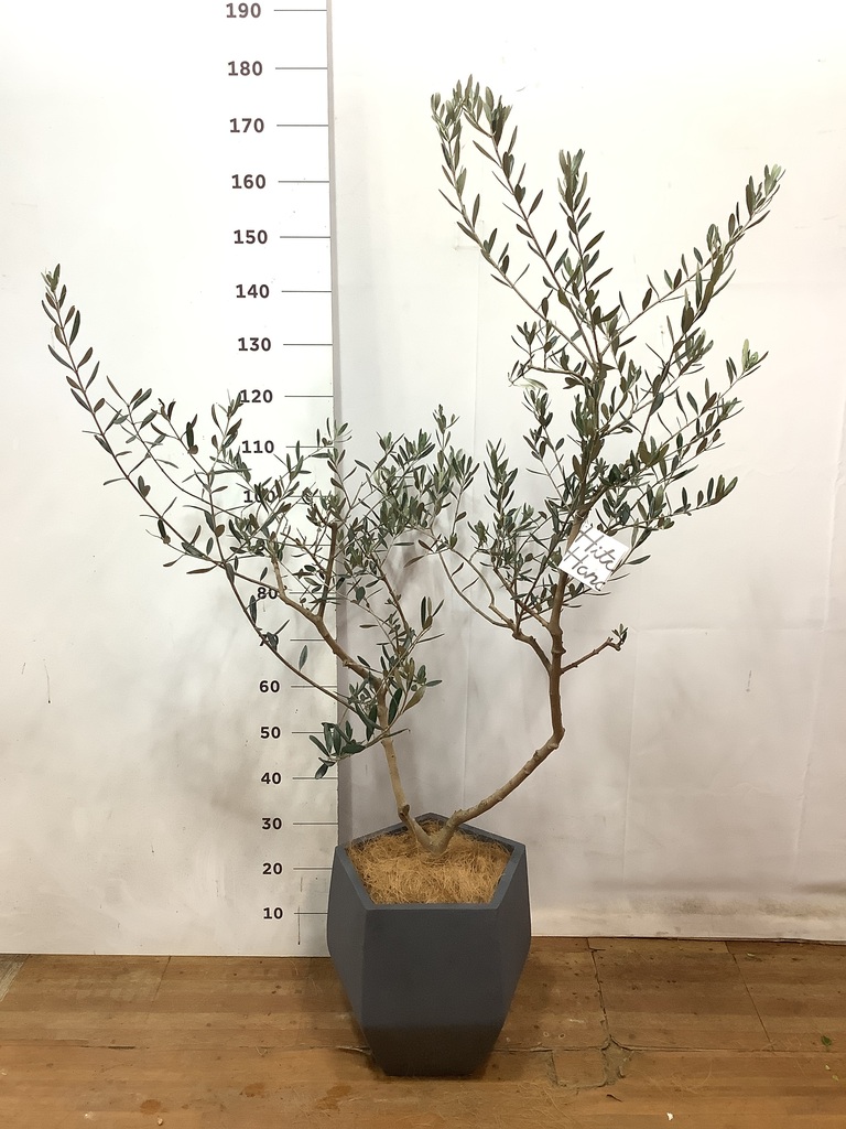 新規入荷！オリーブ ルッカ 8号鉢 写真現物 オリーブ：ルッカ 8号硬質ポット の通販 | 園芸ネット