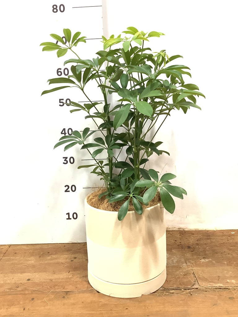 観葉植物 カポック（シェフレラ） 5号 ノーマル エドラ B 付き