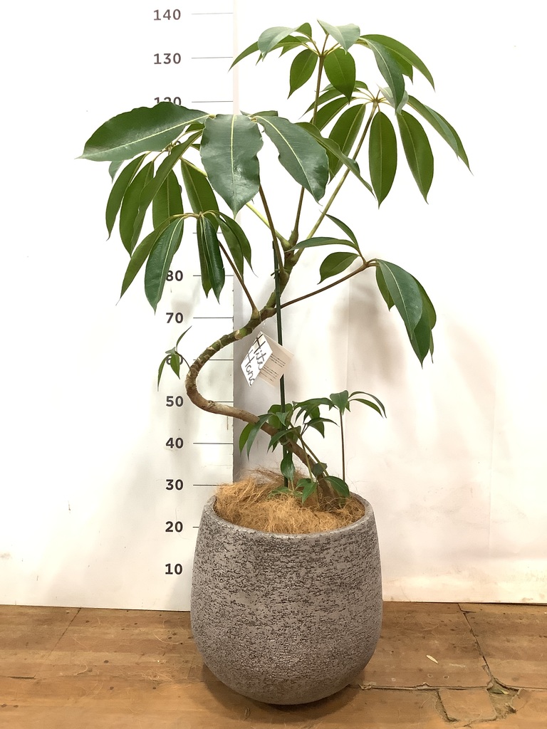 観葉植物 ツピダンサス 8号 曲り エコストーンGray 付き | 観葉
