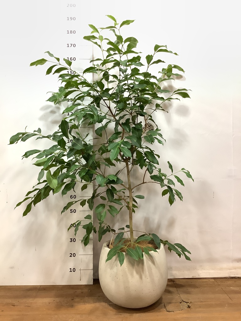 その他観葉植物 Atsuo Toda その他観葉植物 Atsuo Toda 今回は小さめの育てやすい植物のご紹介です