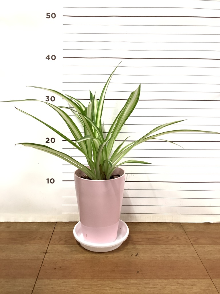 ハンギング植物 オリヅルラン 4号 プラスチック鉢 | 観葉植物なら