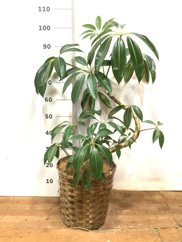 ［現品］3番　ツピタンサス　曲がり　8号　観葉植物　室内　大型　おしゃれ 現品］3番 ツピタンサス 曲がり 8号 シェフレラ ピュックレリ