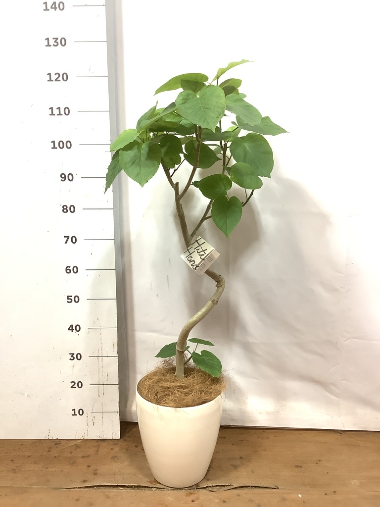 観葉植物 フィカス ウンベラータ 7号 曲り 竹バスケット 付き