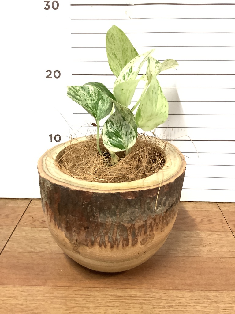 観葉植物 ポトス 3号 斑入り マルモ 白 SSS 付き | 観葉植物なら 観葉植物 ポトス 3号 斑入り マルモ 白 SSS 付き | 観葉植物なら