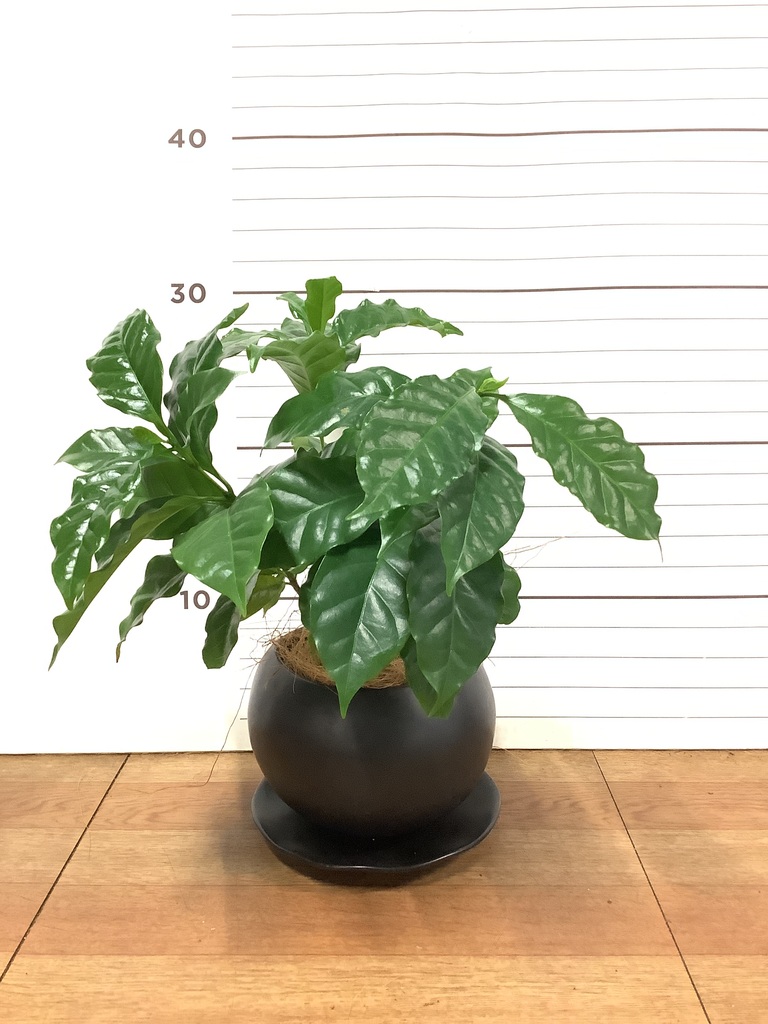 お*す様 【大型】コーヒーの木1m以上コーヒーの花のつぼみあり 観葉植物 コーヒーの木 3号 エステル 1 & スタンド 付き