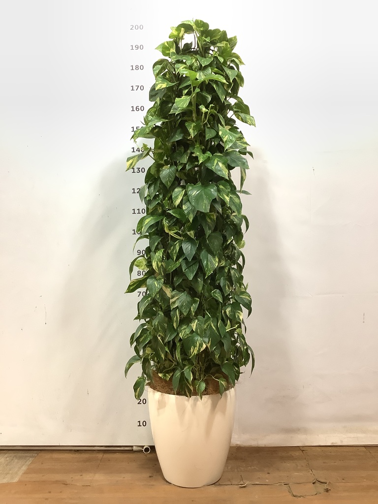 観葉植物 ポトス 10号 ラスターポット 付き | 観葉植物なら