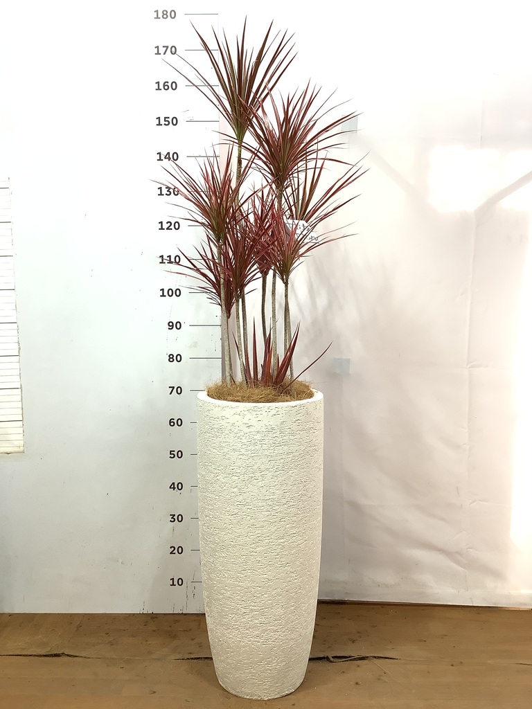 観葉植物 ドラセナ コンシンネ スカーレットアイビス 8号 寄せ プラEco