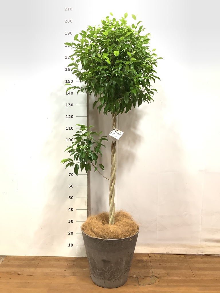観葉植物 フィカス ベンジャミン 10号 玉造り アートストーン ラウンド