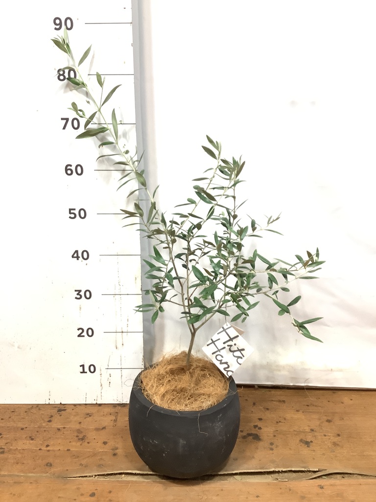 観葉植物 オリーブの木【28cm】5号 ひなかぜ 盆栽仕立て プラスチック