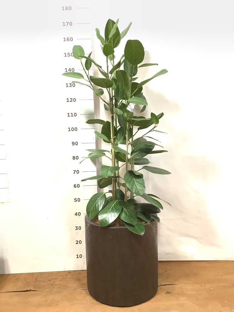 大型 フィカス ベンガレンシス 170-180cm 10号鉢 観葉植物 大型 フィカス ベンガレンシス 170-180cm 10号鉢 観葉植物 観葉植物