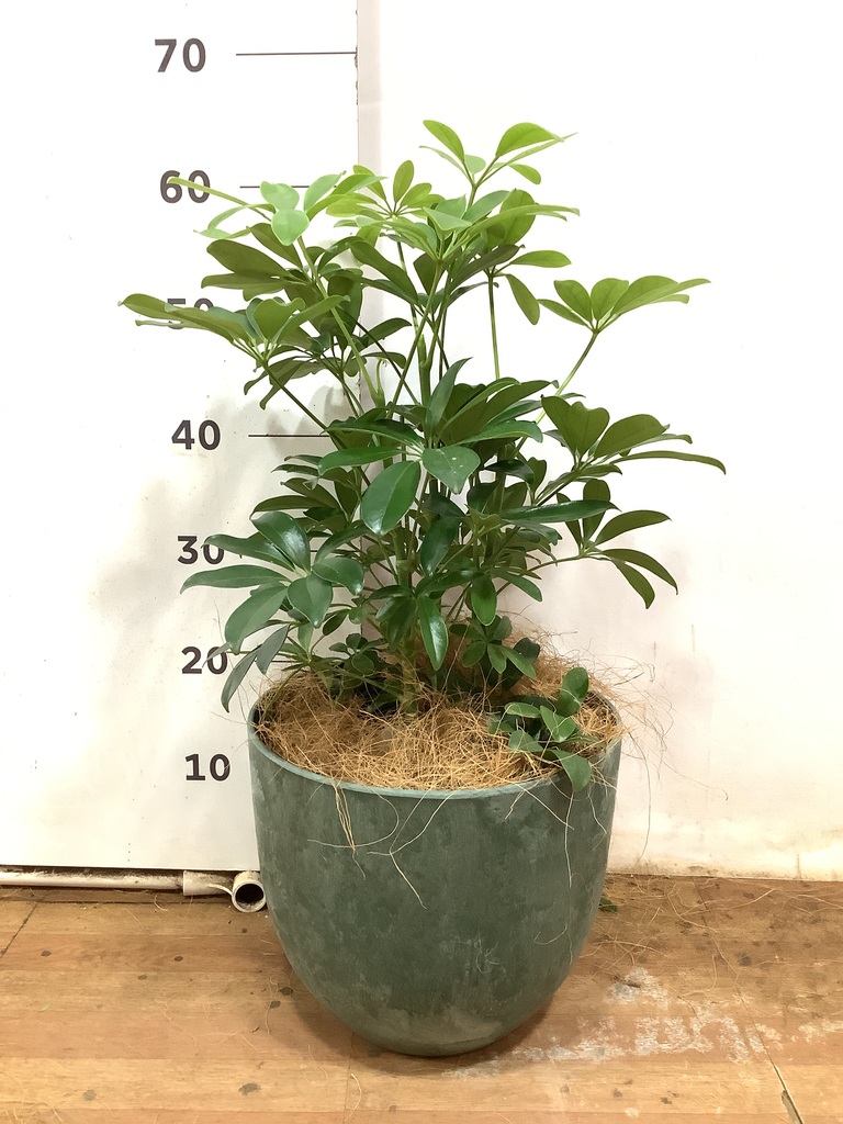観葉植物 カポック(シェフレラ) 5号 ノーマル ジュートポット0 観葉植物 カポック(シェフレラ) 5号 ノーマル ジュートポット0